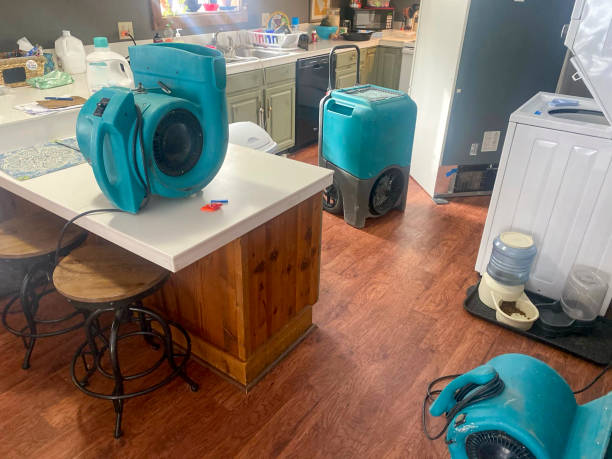 Best Mold removal after water damage  in Hillandale, MD