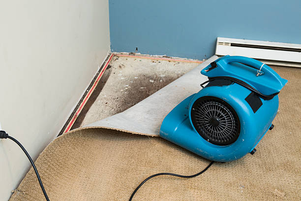 Best Water damage contractors near me  in Hillandale, MD